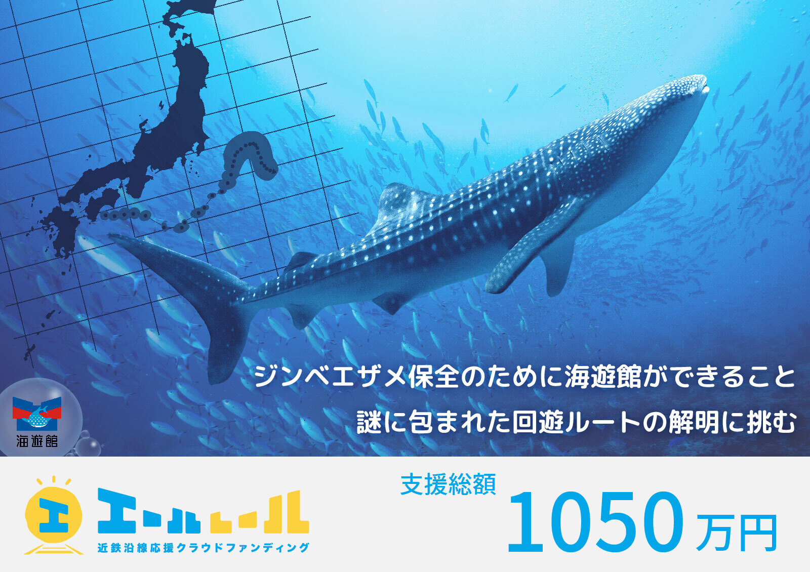 ジンベエザメ保全のために海遊館ができること、謎に包まれた回遊ルートの解明に挑む - 01