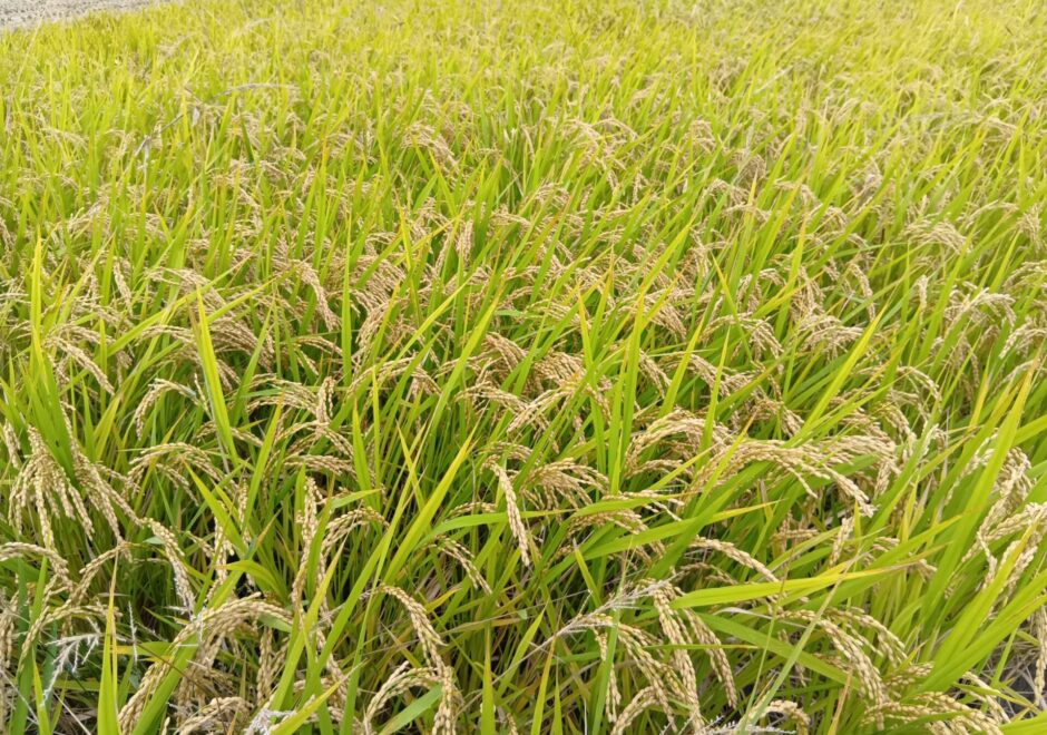 【エールレール】実りの秋！「三男米（さんおとこまい）」の稲刈り体験をしてきました！