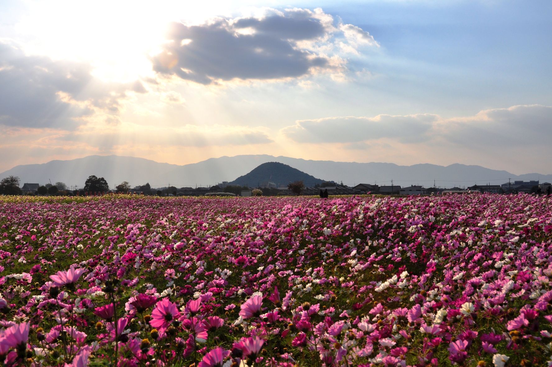 コスモス・畝傍山