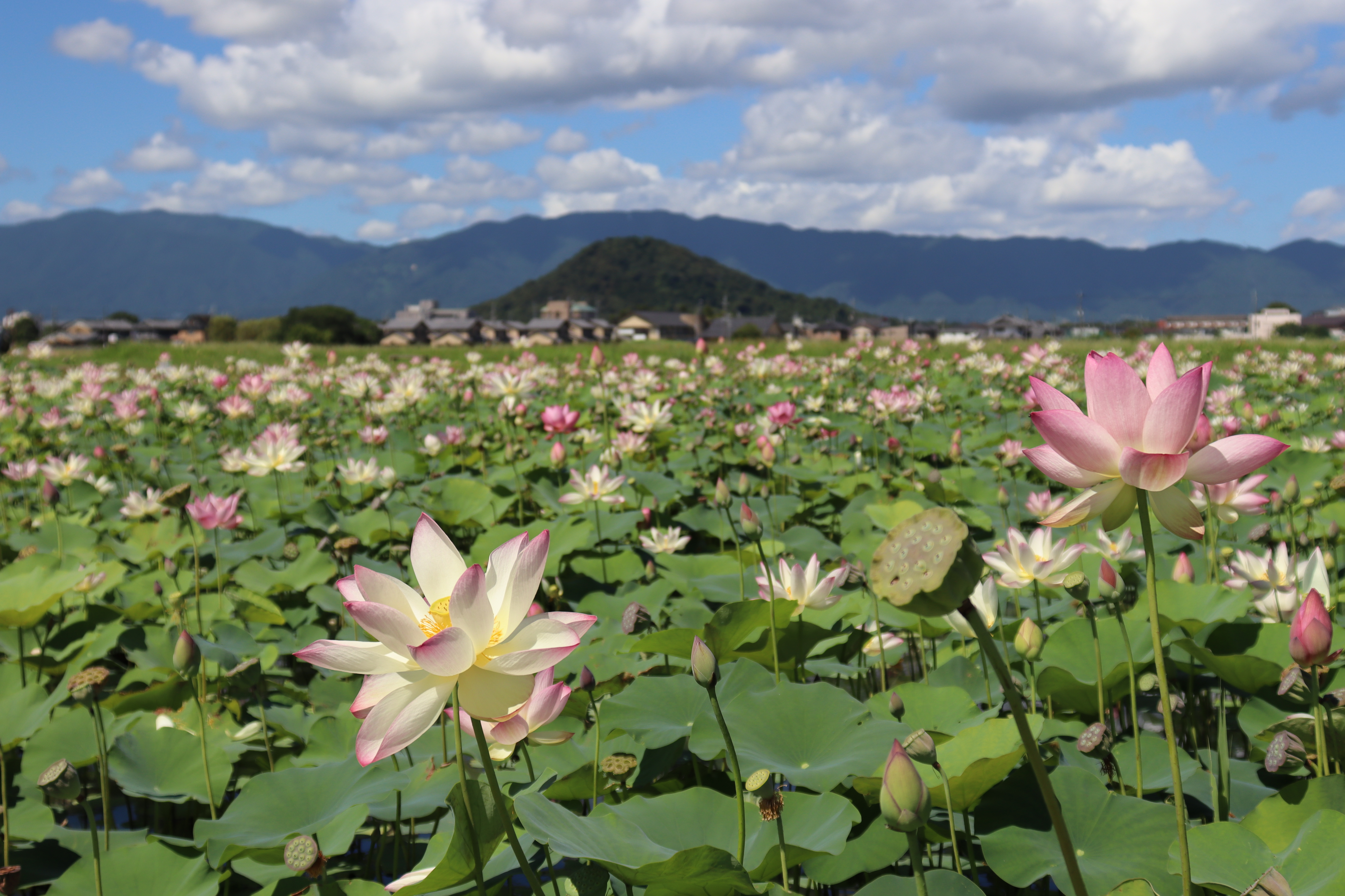 藤原宮跡ハナハス